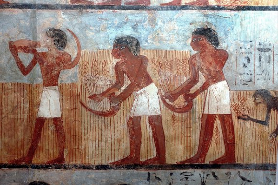 Ancient Egyptian mural depicting 6 workers harvesting Khorasan wheat