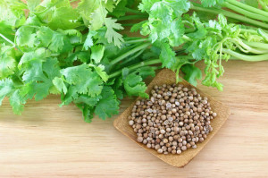 Coriander and Cilantro