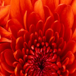 Profile picture of 
